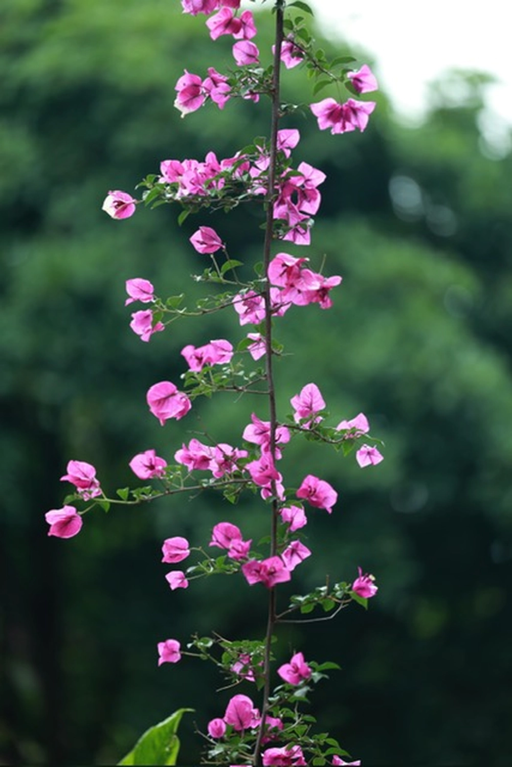 Melanie Trog Coaching - Rosa blühende Malvenpflanze